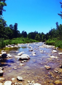 The Barrens (2) - obrazek