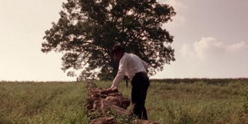 Drzewo ze Skazanych na Shawshank powalone przez wichurę - obrazek
