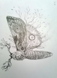 Moth Jana Heidersdorf - szkic  - obrazek